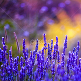 Lavendar fall background by Marjorie Speiser - Flowers Flower Gardens