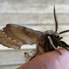Walnut sphinx moth