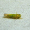 Yellowish Leafhopper