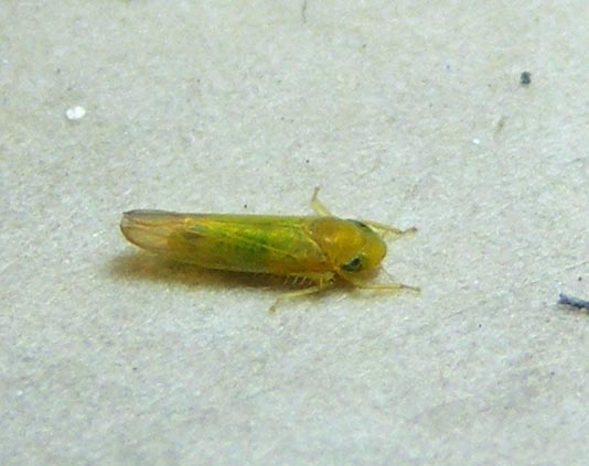 Yellowish Leafhopper