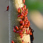 Small milkweed bug (newly emerged nymphs)
