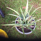 Aloe, medicine plant, burn plant, and Barbados aloe