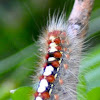 Satin Moth Caterpillar