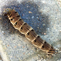 Elephant hawk-moth (caterpillar)
