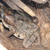 Giant Cane Toad