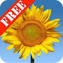 Sunflowers Free Live Wallaper logo
