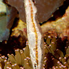 Speckled Shrimpfish