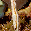 Speckled Shrimpfish