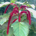 mangana baala or chenille plant or acalypha hispida
