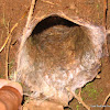 Karwar large burrowing spider'stunnel