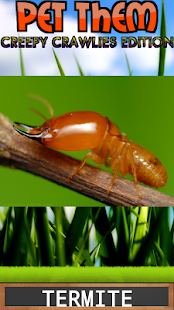 Download Pet Them: Creepy Crawlies APK for Android