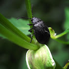 Tansy Leaf Beetle
