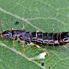 Earwig infected by fungus