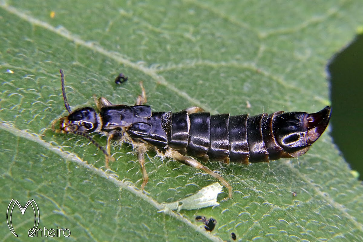 Earwig infected by fungus