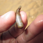 Peanut Worm