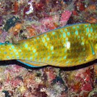 Bluebarred parrotfish