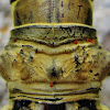 Longhorn beetle mite
