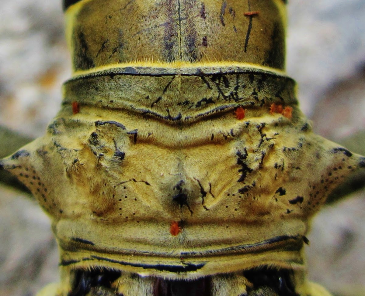 Longhorn beetle mite