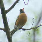 American Robin