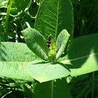 Milkweed