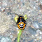 Harlequin bug nymph