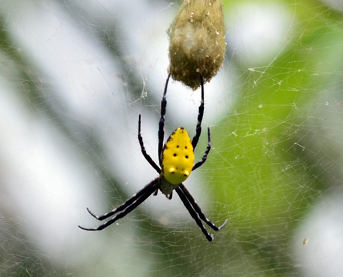 Yellow Tent Spider.