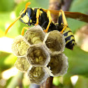 European paper wasp. Avispa papelera