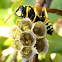 European paper wasp. Avispa papelera