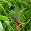 Blue-Faced Parrot Finch