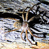 Mountain Huntsman Spider