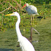 Great Egret, Glossy Ibis and White Ibis