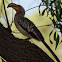 Southern Yellow Billed Hornbill