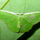 Common emarald moth