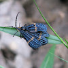 Lycidae - Blue and Orange Net-Winged Beetle