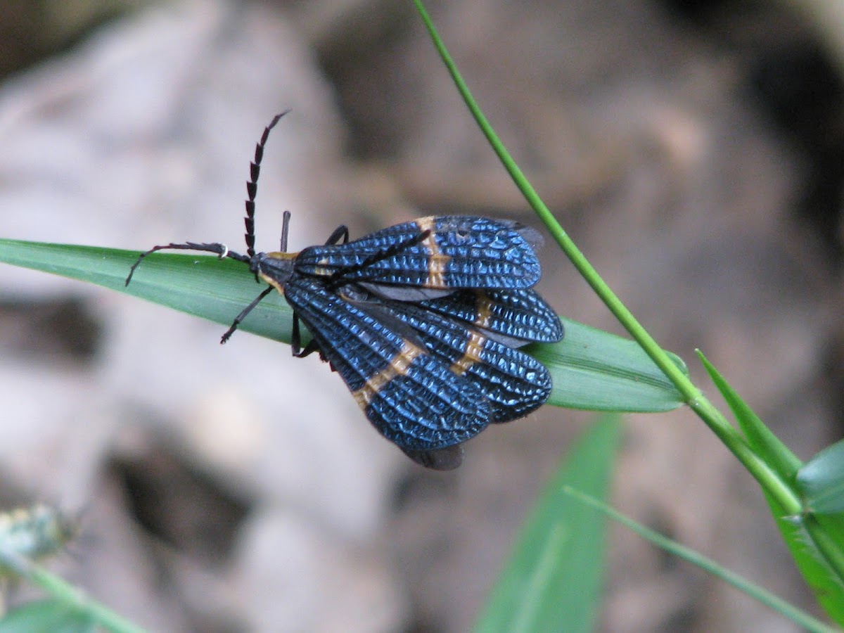 Lycidae - Blue and Orange Net-Winged Beetle