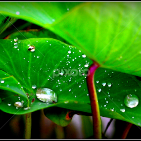 Rain Drops over Leaves  by Tapesh Mukherjee - Nature Up Close Leaves & Grasses