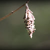 Bagworm Moth (case)