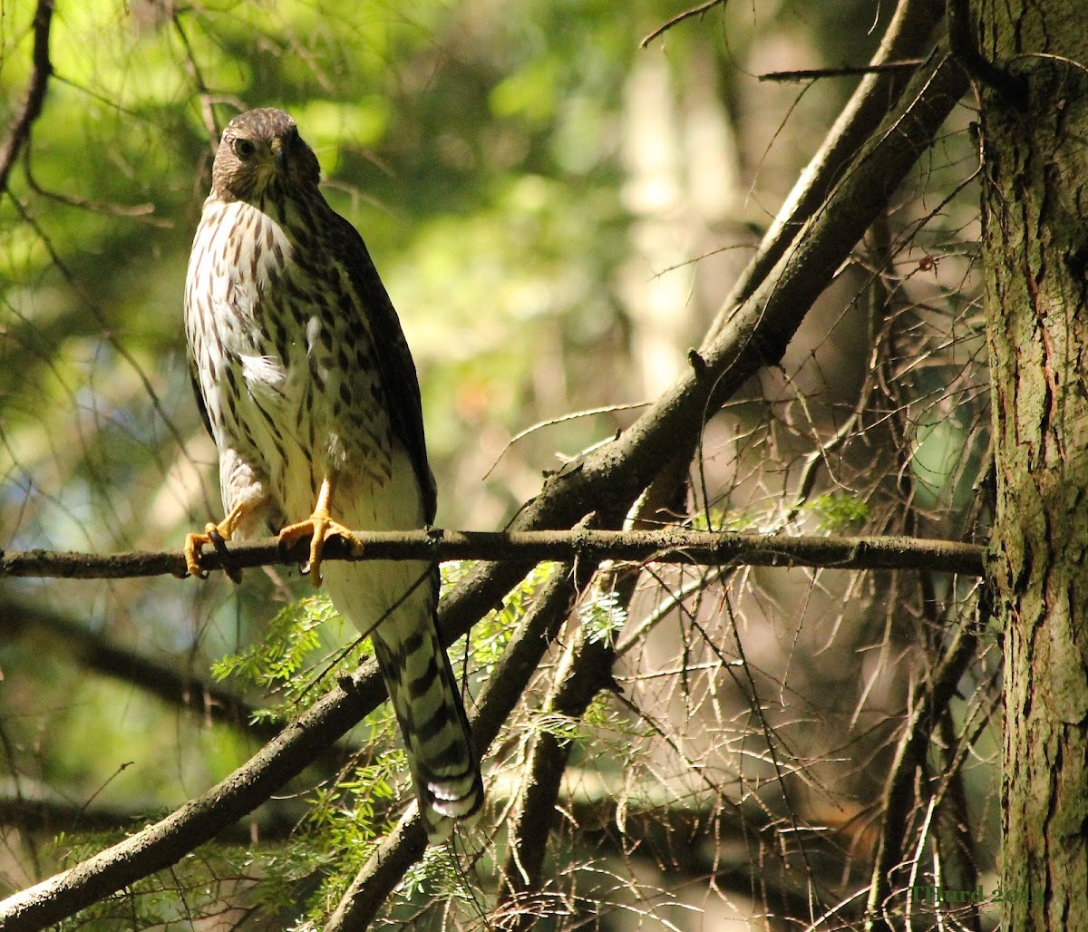 Juvenile Cooper's Hawk