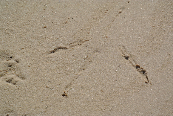 Great Blue Heron Track | Project Noah