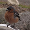 Common Chaffinch