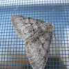 Half-Wing Moth