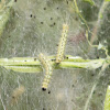 Fall Webworm Moth (Larvae)
