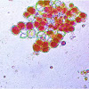 Haematococcus