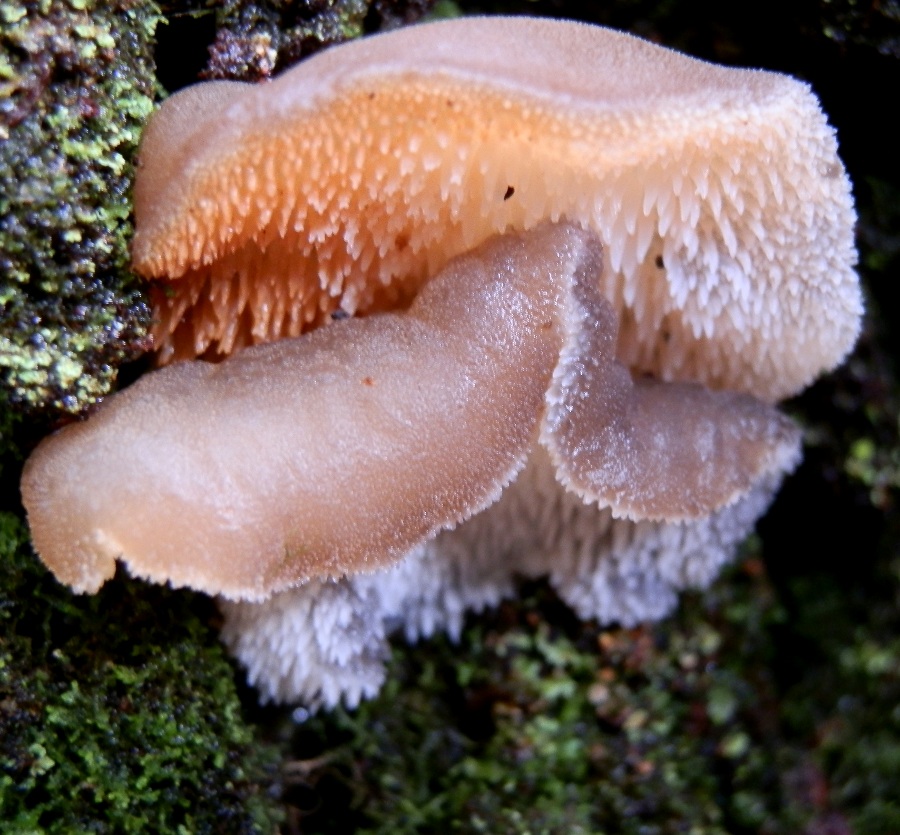 Toothed Jelly Fungus