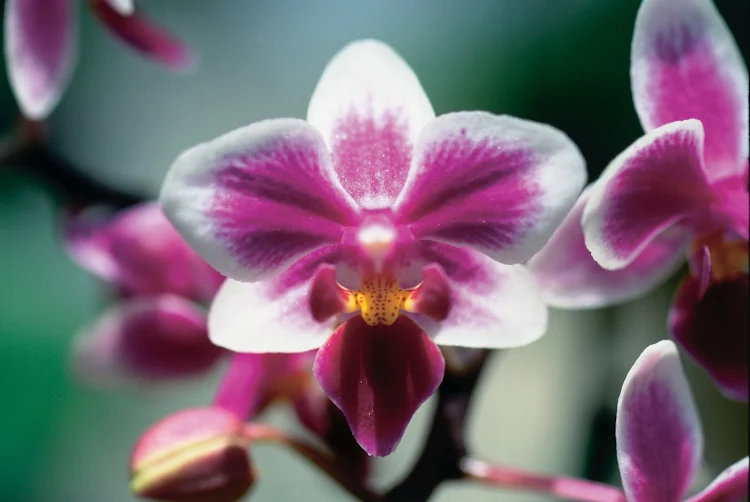 A violet and white Dendrobium orchid blossom.