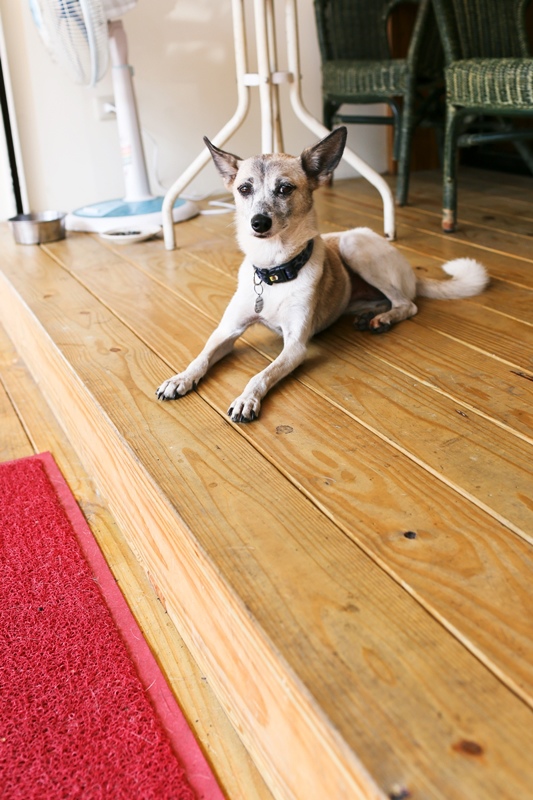 台中 廣三SOGO周邊 - 老莊園咖啡 [咖啡。BRUNCH。店狗] 