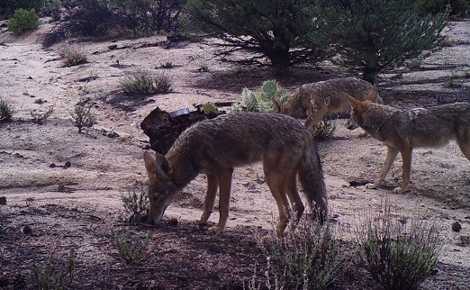 Coyotes