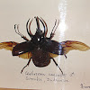 Atlas Beetle (preserved)