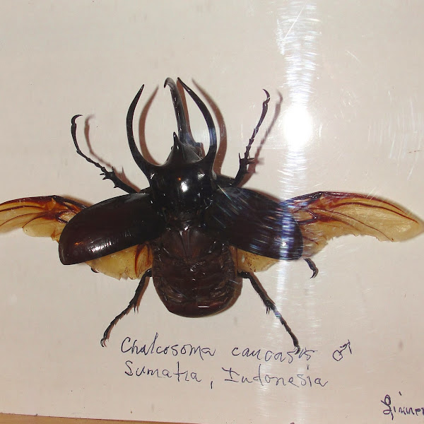 Preserved animals | Project Noah