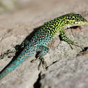Lagartija Esbelta (Macho) / Jewel Lizard (Male)